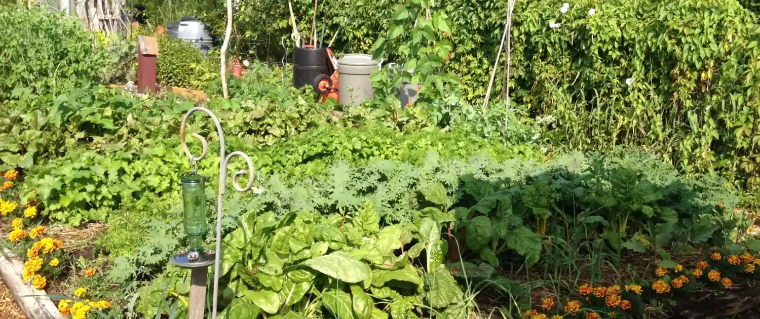 Choose an Appropriate Vegetables