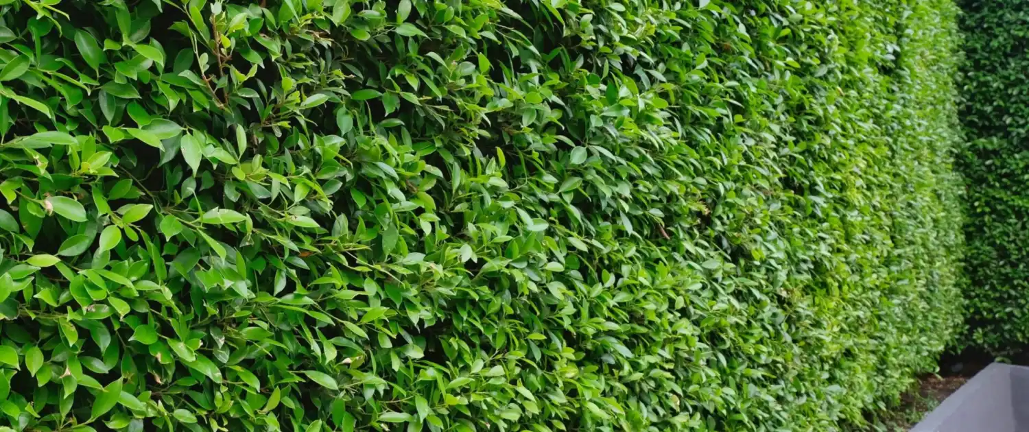 Autumn Hedge Care Guidelines (2)