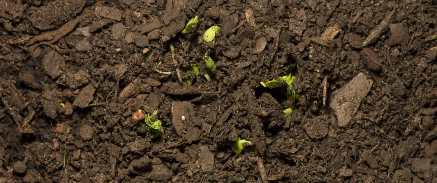 Benefits of Mulching Over Raking in British Columbia