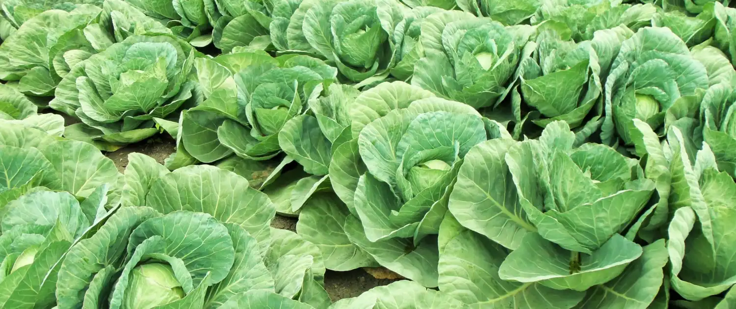 Cabbage