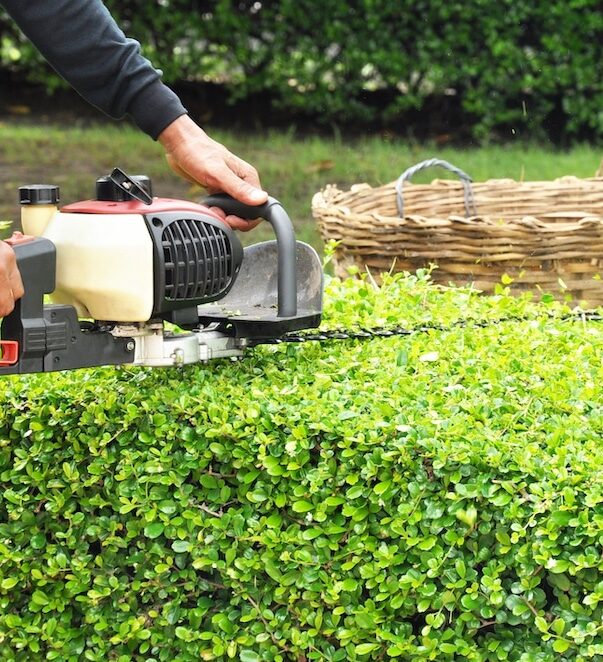 Coquitlam-Hedge-Trimming-Services-Coquitlam Greenlii Hedge Trimming Services