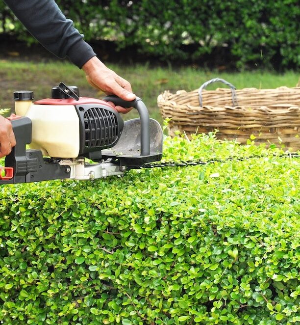 Delta-Hedge-Trimming-Services-Delta Greenlii Hedge Trimming Services