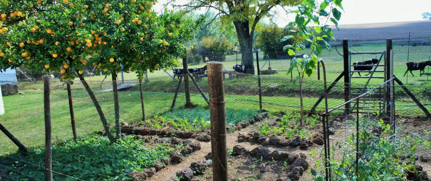 Edible Landscaping Incorporating Fruits and Vegetables into Your Yard (2)