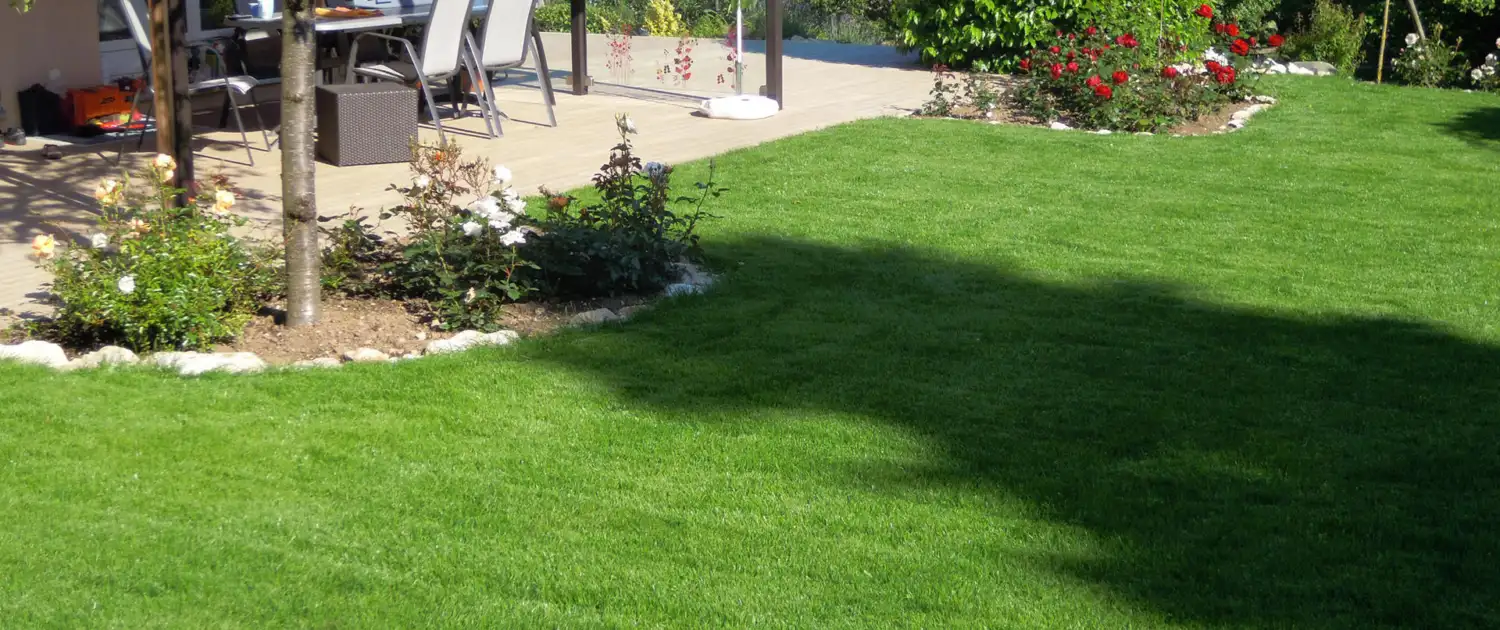 Essential Tips for a Lush Green Yard