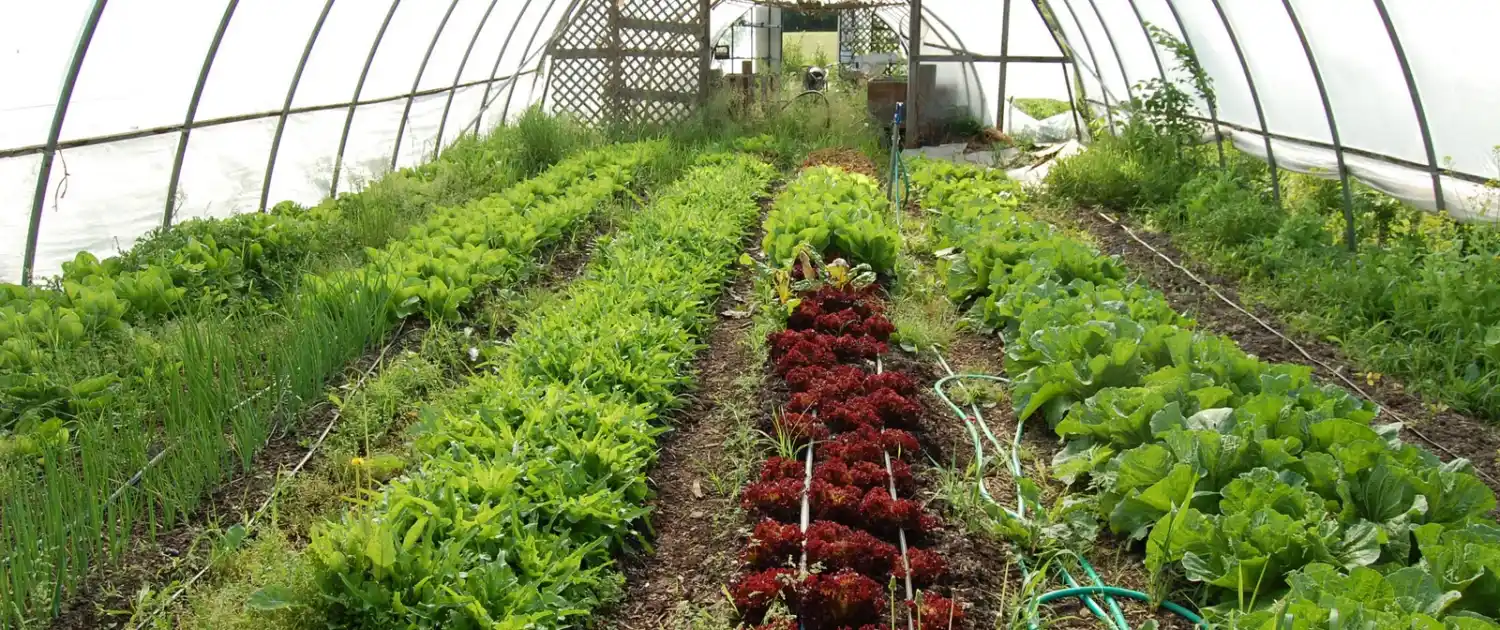 Garden Like a Pro -- Expert Secrets to Thriving Plants
