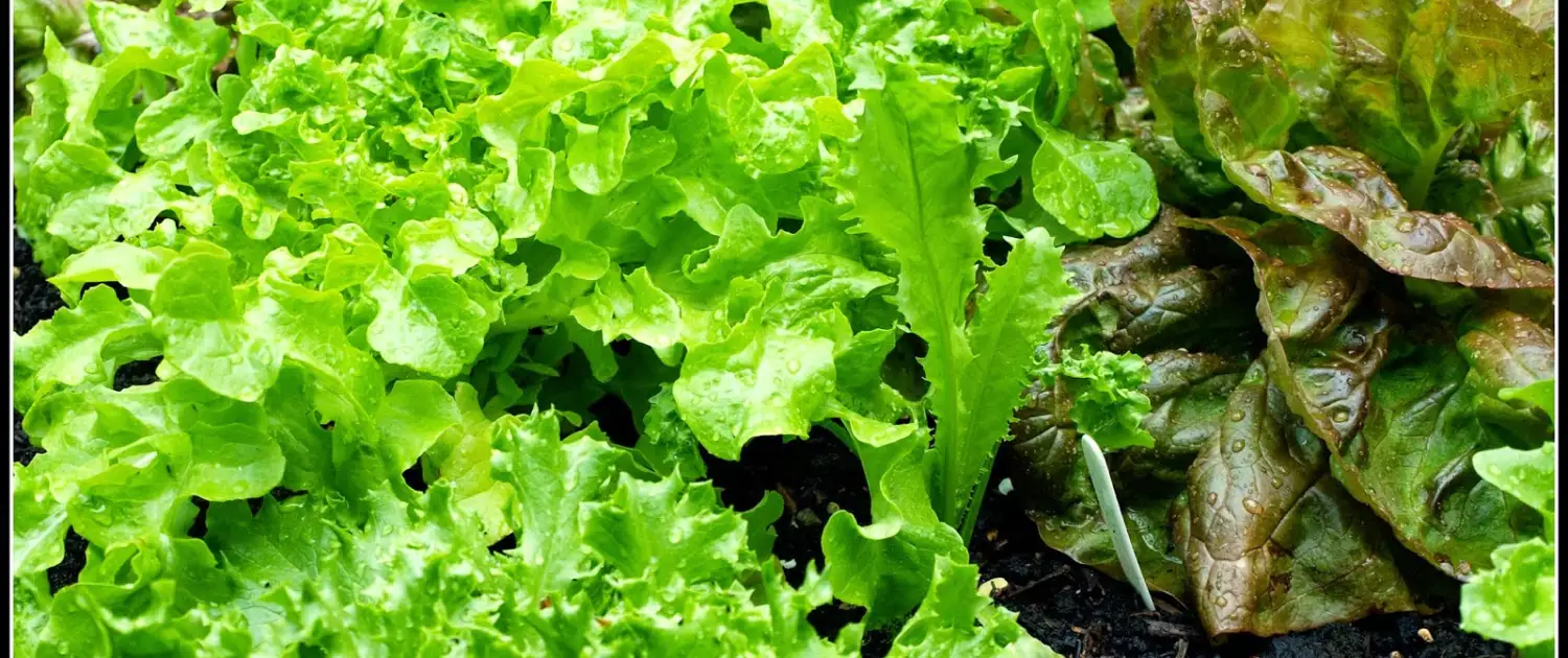 Lettuce