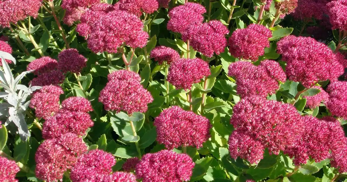 Okanagan Gardens' Flourishing Picks