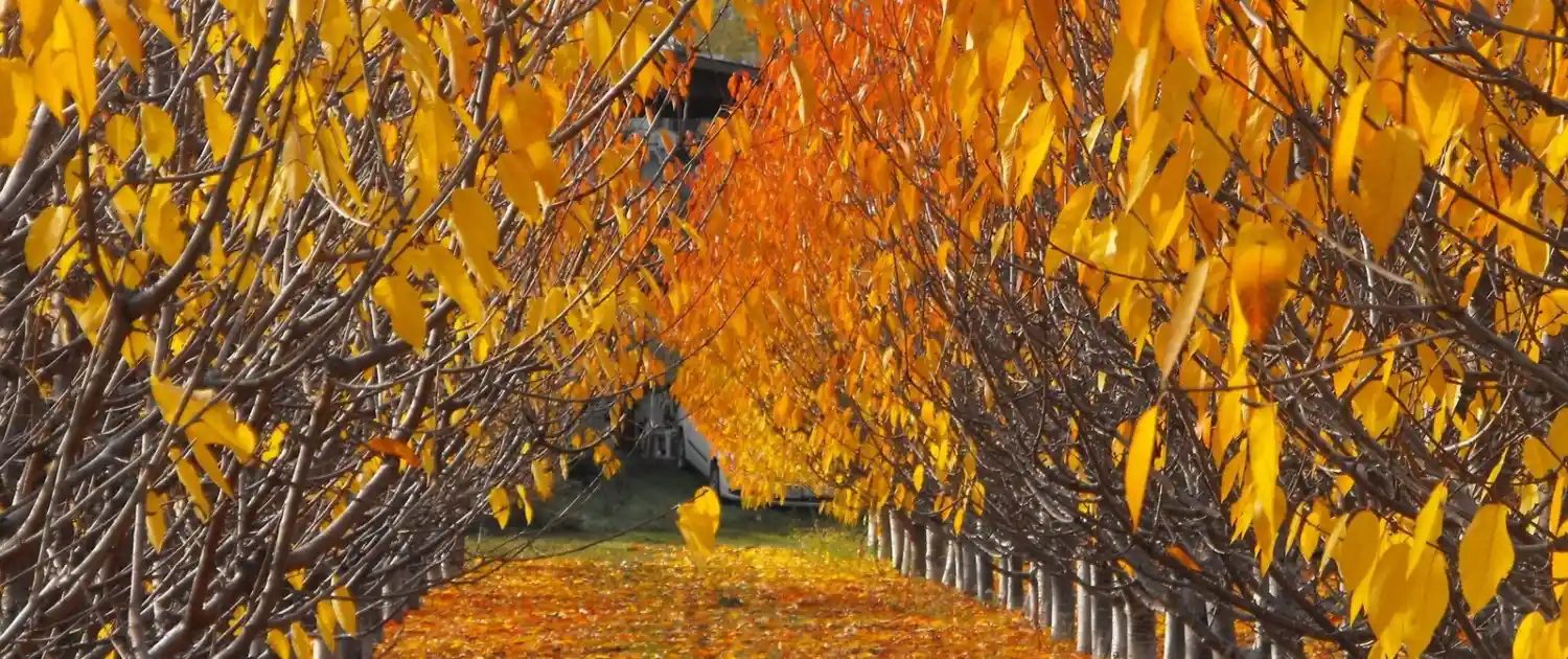Okanagan Lawn Care in Unique Climates