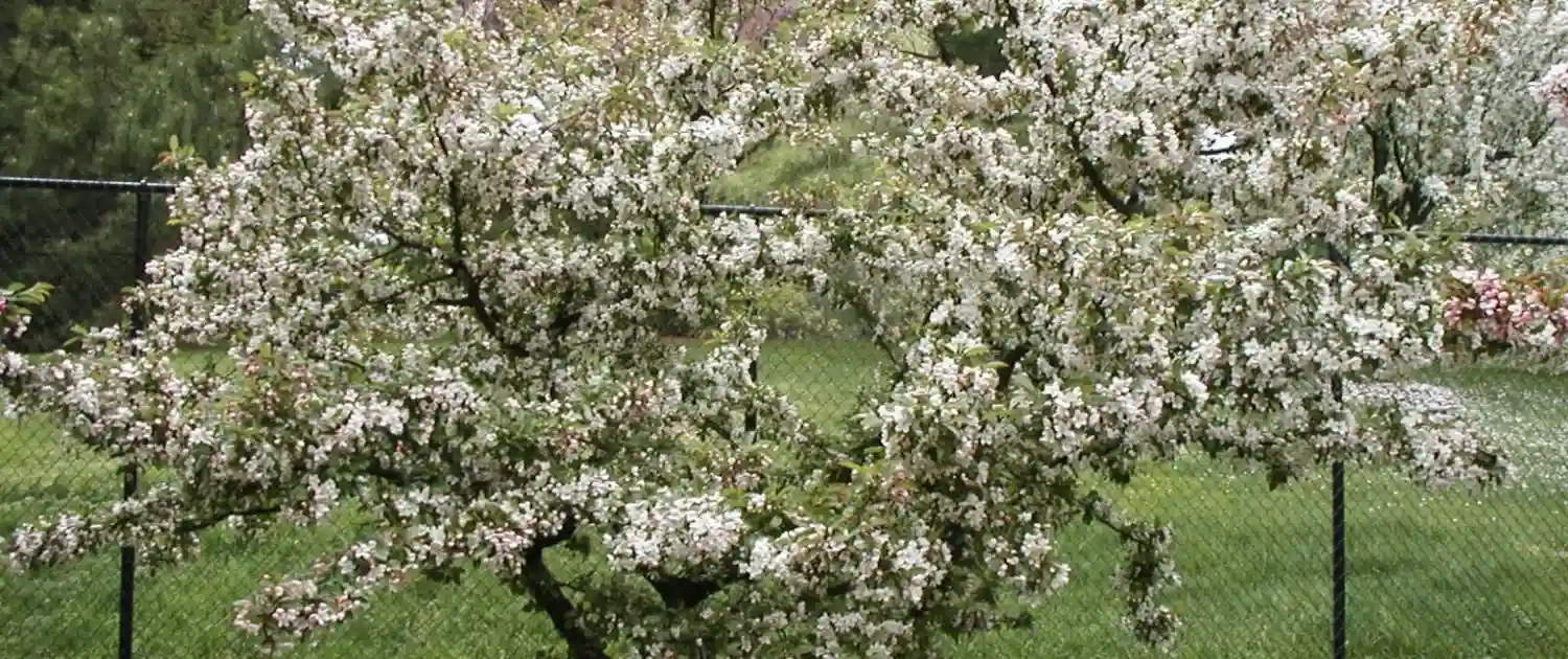 Okanagan Tree Care Practices