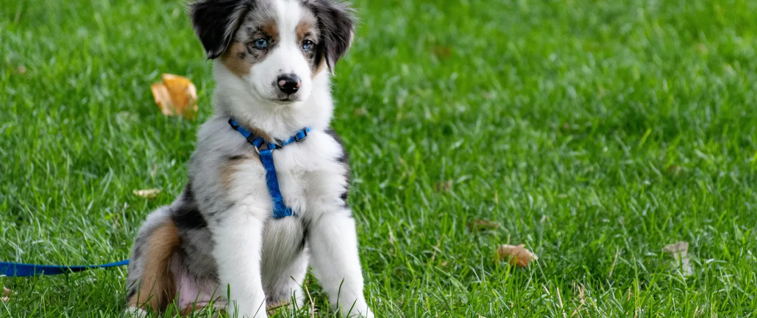 Pet-Safe Gardening Plants and Practices to Protect Your Furry Friends