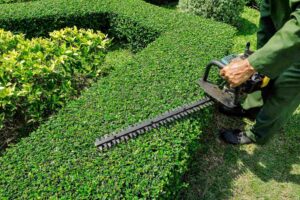 Pruning and Maintenance Picture Pruning and Maintenance Picture