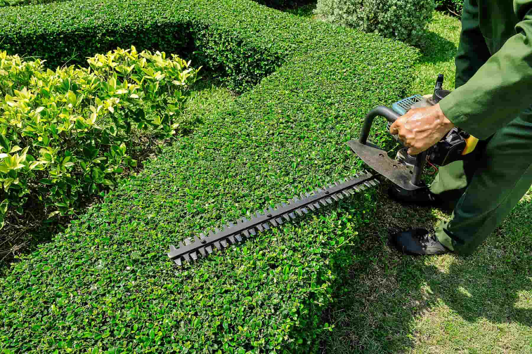 Pruning and Maintenance