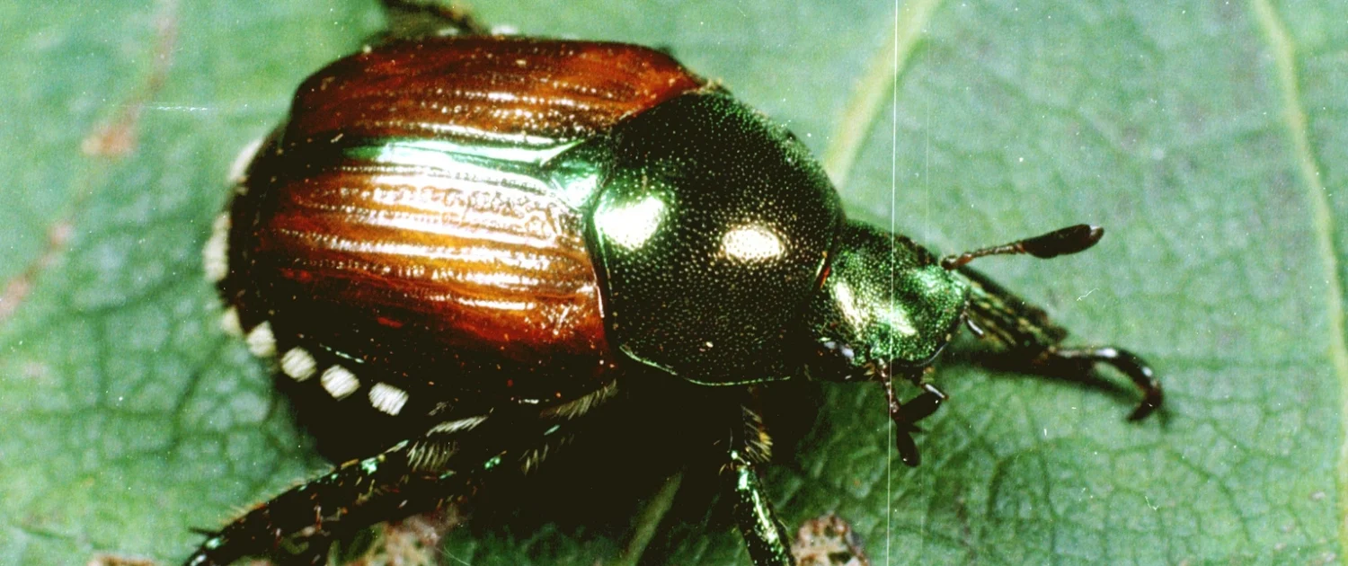 Red Beetle