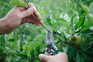 Summer Pruning Spring Shrub Pruning