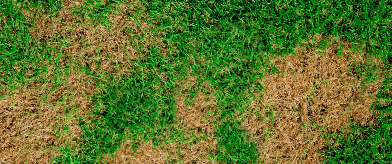 Tackling Troublesome Brown Patches in Your Lawn (3)