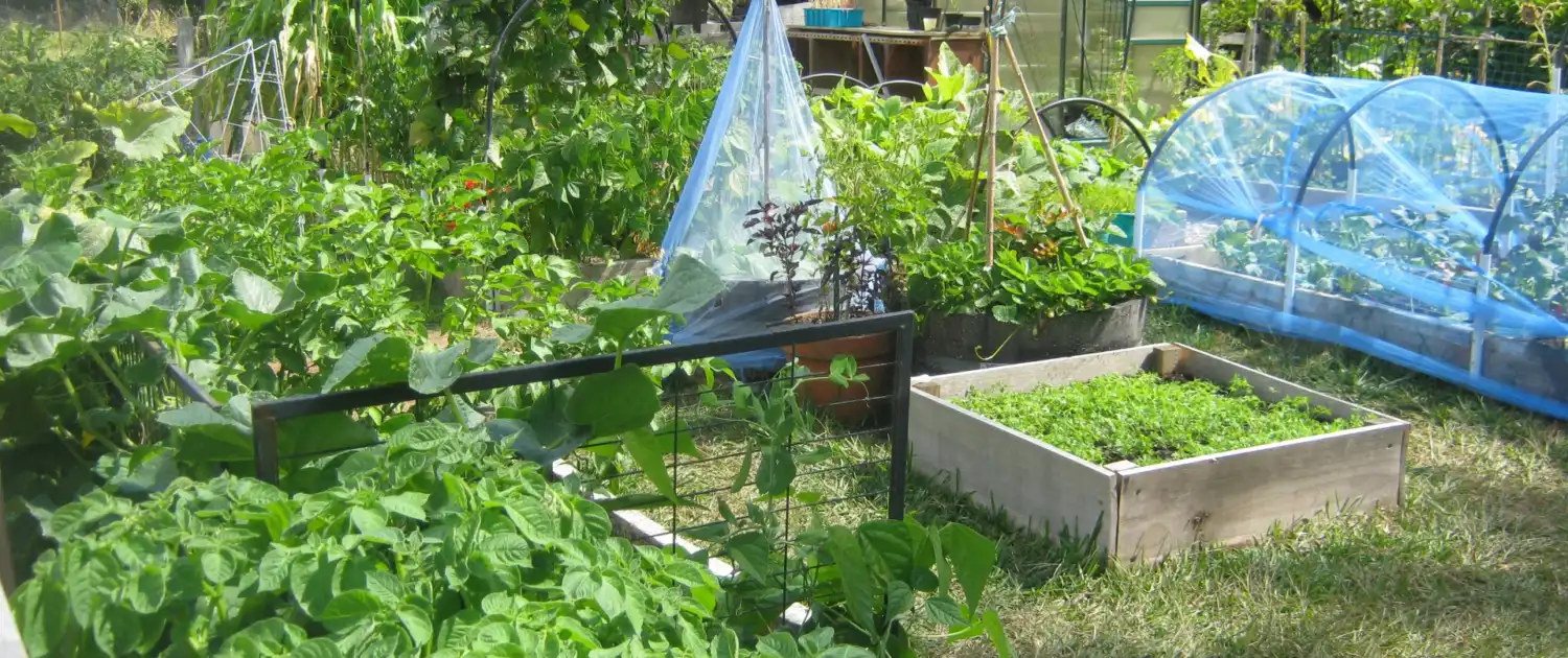 The Ultimate Guide to Organic Gardening