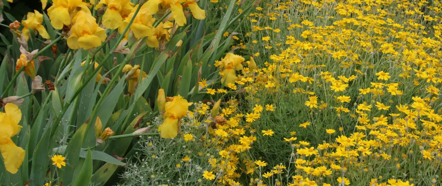 The Ultimate Guide to Organic Gardening