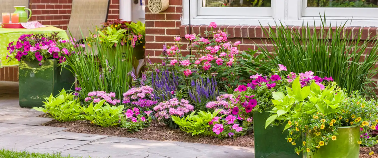 Tips on Caring for Potted Plants (4)