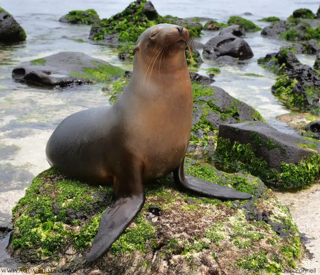 Vancouver Island Coastal Visitors