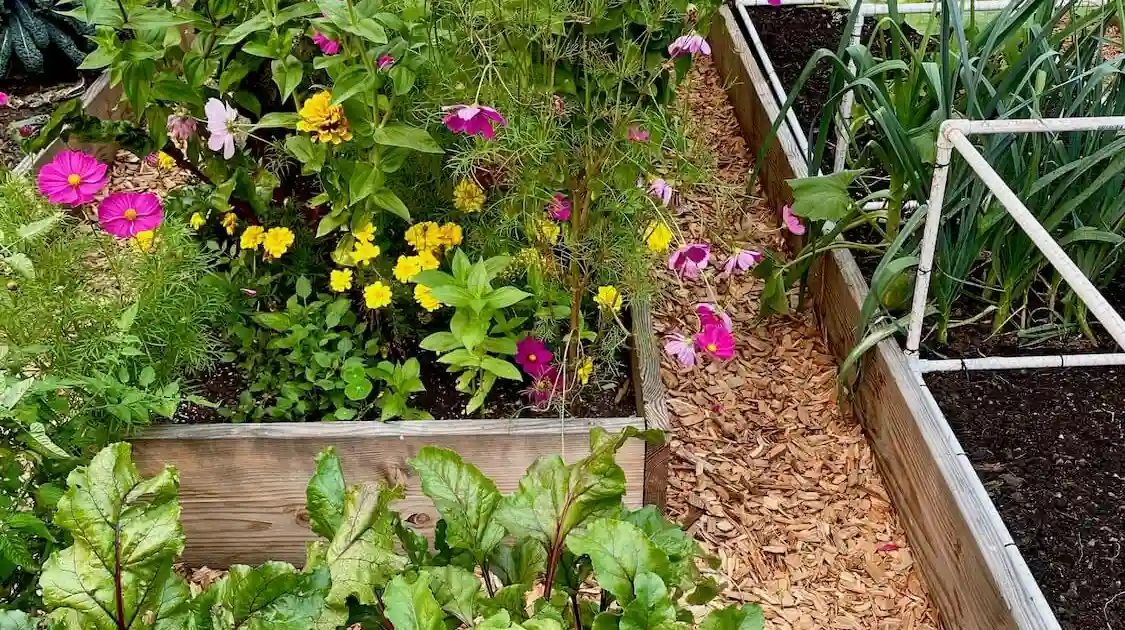 Lower Mainland Urban Garden Delights