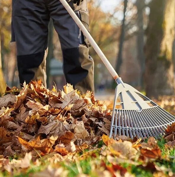 Ladner-Fall-Yard-Cleanup-Services-Ladner Greenlii Fall Clean Up Services