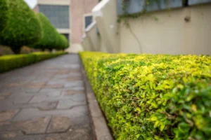 Hedge Trimming Process