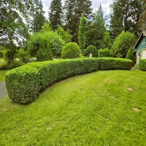 Lawn Maintenance Greenlii