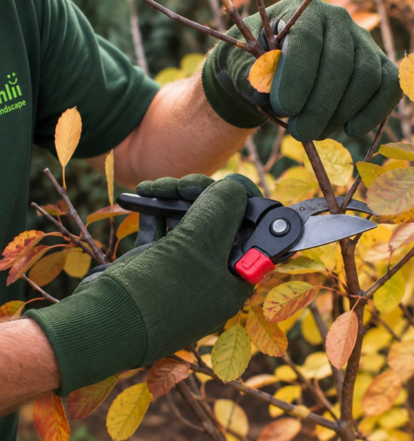 Burnaby-Pruning-Services-Burnaby Greenlii Pruning Services
